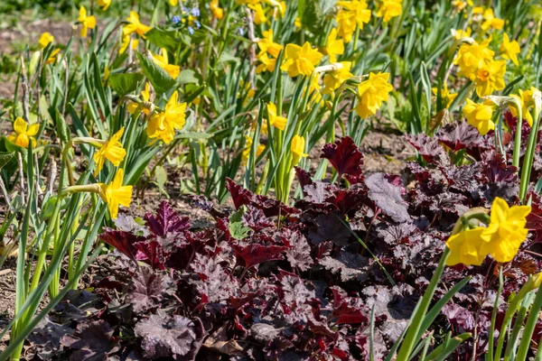 Gul Narcissus - påsklilja pÃ ¥en grÃ ¶ n bakgrund, VÃ ¥r blomma narcissus påsklilja blommar i april och maj, nÃ ¤ra upp i trÃ ¤dgÃ ¥rden — Stockfoto