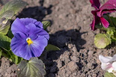 Pansy Viyola mavi çiçek yakın bir çiçek yatağında büyüyen kadar