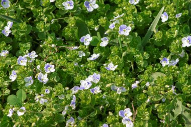 Veronica filiformis İnce speedwell küçük mavi çiçekler bahçede çiçek, narin çiçek arka plan