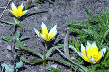 Tulipa Tarda sarı ve beyaz çiçekler grubu, bir botanik bahçesinde büyüyen tam çiçekli sarı çiçekler çiçeklenme ile geç yabani lale veya tarda, yakın
