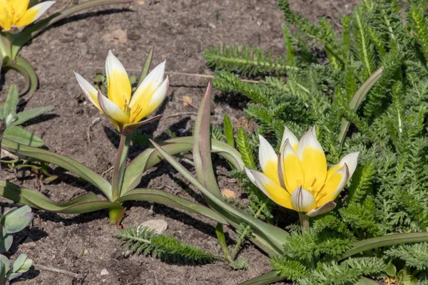 Group of yellow and white flowers of Tulipa Tarda, late wild tulip or tarda with inflorescence of yellow flowers in full bloom growing in a botanic garden, close up
