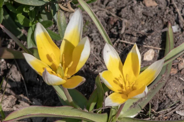 Yellow and white flowers of Tulipa Tarda, late wild tulip or tarda with inflorescence of yellow flowers in full bloom growing in a botanic garden, close up