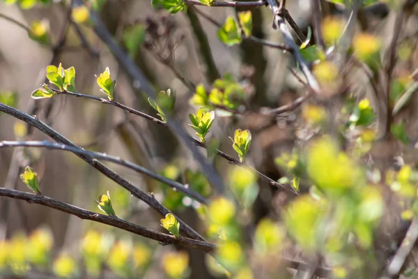 La primera primavera hojas suaves, brotes y ramas de fondo, enfoque suave —  Fotos de Stock