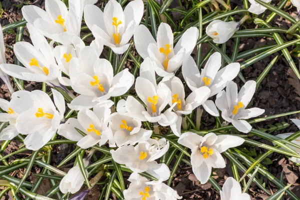 Csoport fehér Crocus Vernus egy napsütéses tavaszi napon, csodálatos gyönyörű virágzó Crocus vernus — Stock Fotó