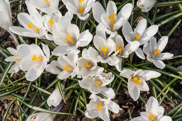 Csoport fehér Crocus Vernus egy napsütéses tavaszi napon, csodálatos gyönyörű virágzó Crocus vernus — Stock Fotó