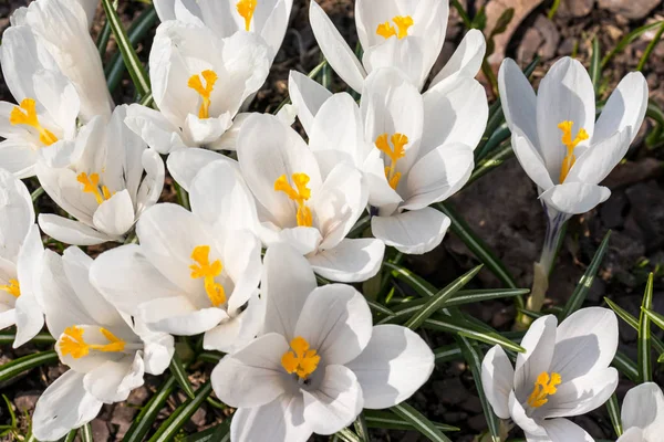 Güneşli bir bahar gününde beyaz Crocus Vernus Grubu, Crocus vernus harika güzel çiçeklenme — Stok fotoğraf