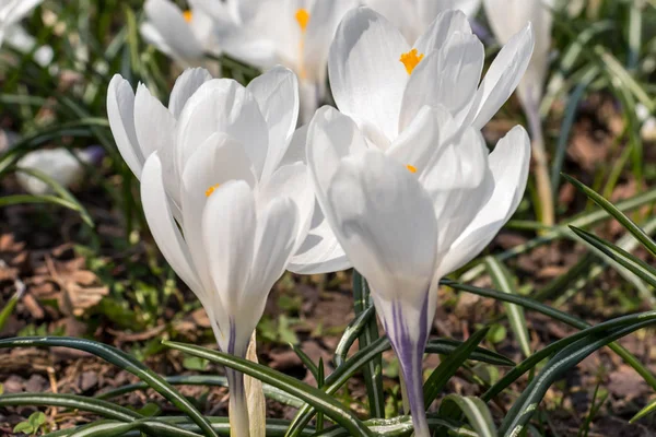 Grupp av vita Crocus vernus på en solig vårdag, underbara vackra blommande Crocus vernus — Stockfoto
