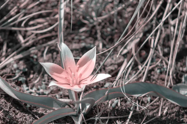 Pink flower of Tulipa Tarda, late wild tulip or tarda with inflorescence of pink flowers in full bloom growing in a botanic garden, close up, toned photo — Stock Photo, Image