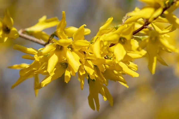 Flor amarilla Forsythia flores en primavera de cerca. Campana dorada, Frontera Forsythia Forsythia x intermedia, europaea hermoso arbusto —  Fotos de Stock