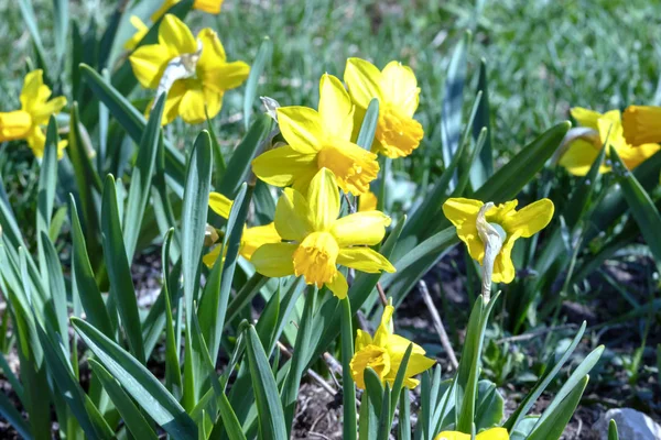 Gul Narcissus - påsklilja pÃ ¥en grÃ ¶ n bakgrund, VÃ ¥r blomma narcissus påsklilja blommar i april och maj, nÃ ¤ra upp i trÃ ¤dgÃ ¥rden — Stockfoto