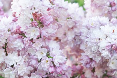 İhale hassas pembe leylak, Syringa vulgaris bir arka plan olarak çift çiçek