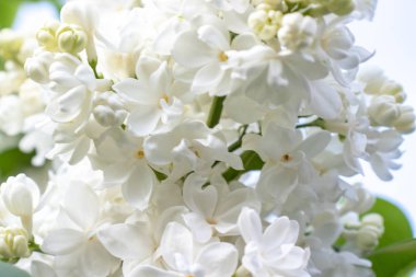 İhale hassas beyaz leylak, Syringa vulgaris çift çiçek yakın