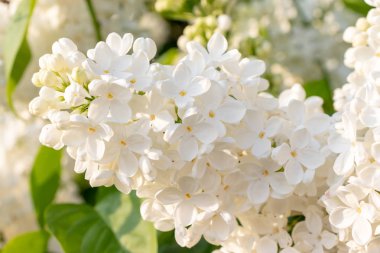 İhale hassas beyaz leylak çiçekler ve tomurcukları bahar güneşli bir günde yakın