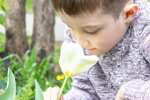 Юный кавказский мальчик нюхает белый цветок тюльпана в весеннем саду — стоковое фото