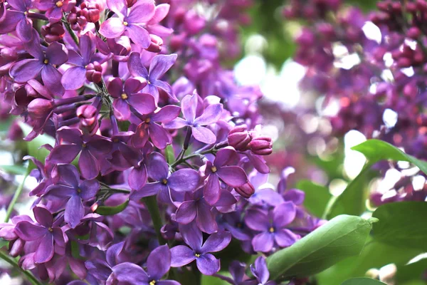 Hermosa tierna delicada rama de flores violeta lila en el jardín soleado de cerca —  Fotos de Stock