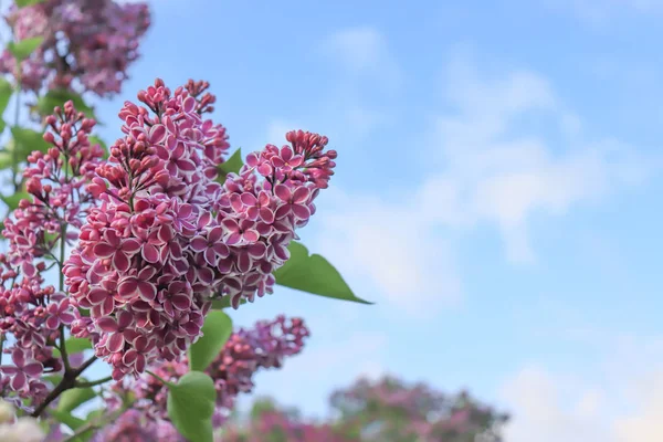 Hermoso tierno delicado dos colores blanco y violeta flores lila rama sobre fondo de cielo azul con espacio de copia —  Fotos de Stock