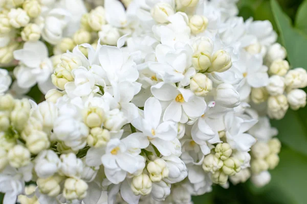 Tierna delicada lila blanca, Syringa vulgaris flores dobles de cerca — Foto de Stock