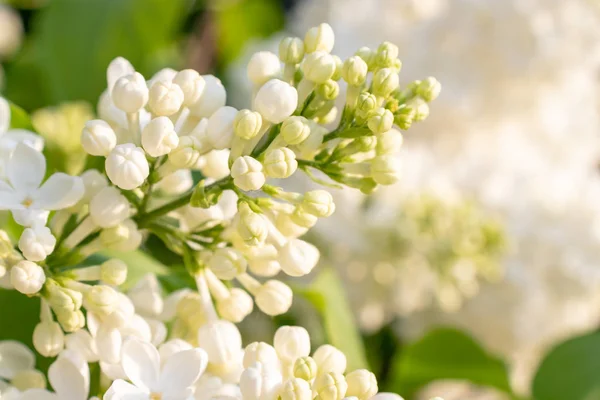Tierna delicadas flores y brotes de color lila blanco de cerca en las flores blancas borrosas y fondo de follaje verde, espacio de copia — Foto de Stock