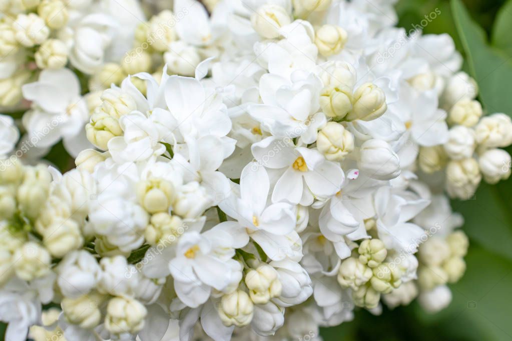 Tender delicate white lilac, Syringa vulgaris double flowers close up