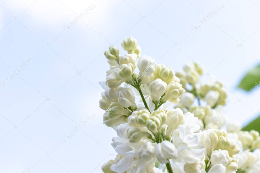 Tender delicate white lilac flowers and buds close up on sky background, copy space