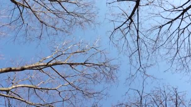 A lombtalan fák koronái a szél ellen a kék tavaszi égre hatolnak egy napsütéses napon — Stock videók