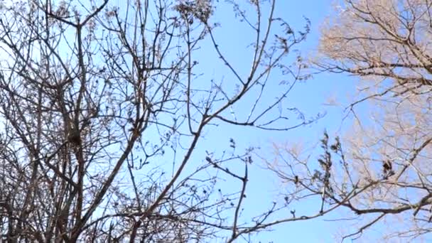 Vista panorâmica de ramos de árvores sem folhas nuas contra o céu azul e os brilhantes raios de sol ofuscantes que atravessam — Vídeo de Stock