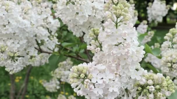 Tender delicate white lilac flowers and buds swaying in the wind in spring day close up — Stock Video