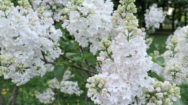 Tender delicate white lilac flowers and buds swaying in the wind in spring day close up — Stock Video