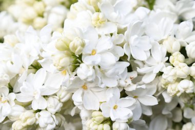 İhale hassas beyaz leylak, Syringa vulgaris çift çiçek bir arka plan olarak yakın