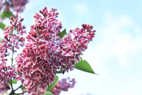 Beautiful tender delicate two colored white and violet lilac flowers branch on blue sky background