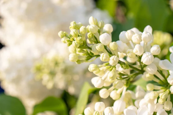 부드러운 섬세한 흰색 라일락 꽃과 꽃봉오리가 흐릿한 흰색 꽃과 녹색 단풍 배경, 복사 공간에 닫힙니다. — 스톡 사진