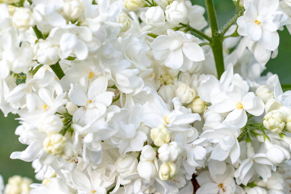 Tender delicate white lilac, Syringa vulgaris double flowers close up as a background