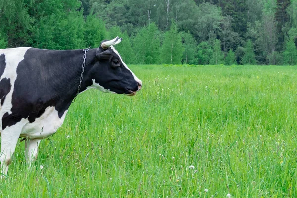 ホルスタイン乳牛は、夏の日に畑の牧草地で草を食べる、自然な有機乳製品生産コンセプト、コピースペース — ストック写真