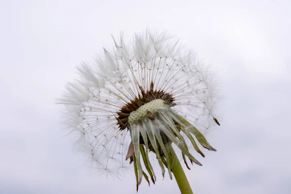 蒲公英花与种子球在灰色的天空背景 — 图库照片