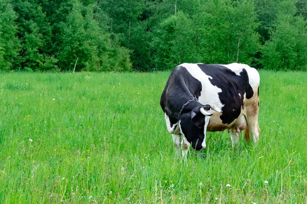 ホルスタイン乳牛は、夏の日に畑の牧草地で草を食べる、自然な有機乳製品生産コンセプト、コピースペース — ストック写真