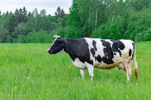 夏の日に畑の牧草地で草を食べるホルシュタイン乳牛、自然有機乳製品生産コンセプト — ストック写真