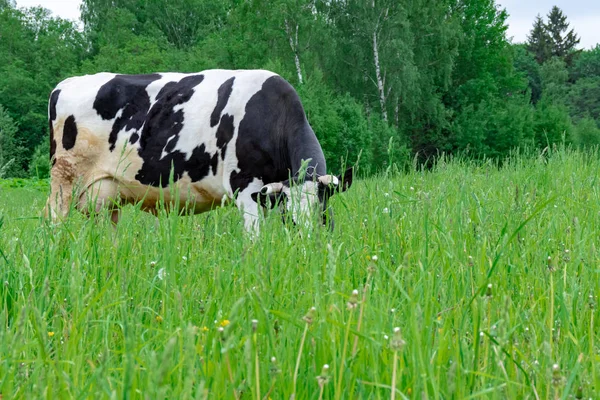 Holstein vaca lechera manchada en blanco y negro de pie sobre un pasto rural verde, ganado lechero pastando en el pueblo —  Fotos de Stock