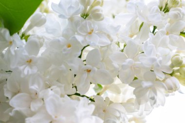 İhale hassas beyaz leylak çiçekler ve tomurcukları bahar güneşli bir günde yakın