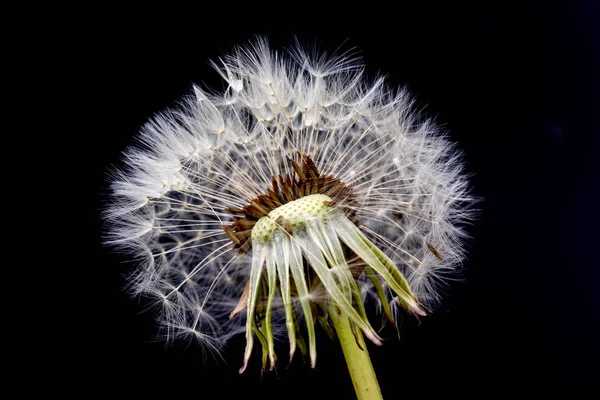 蒲公英花与种子球在黑色背景 — 图库照片