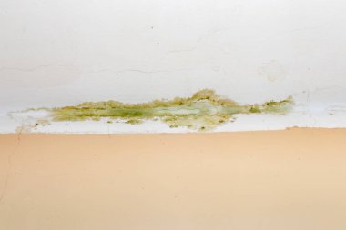 Beyaz tavana su sızıntısı, ihmal nedeniyle sigorta kazası düzensiz dikkatsiz komşular