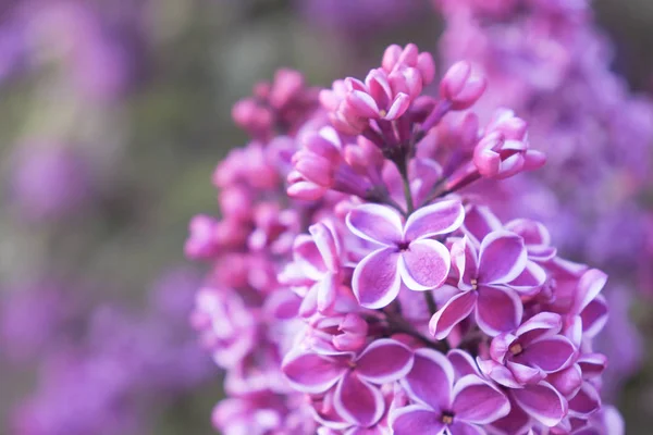 Tierno delicado dos colores blanco y violeta flores lila rama de cerca —  Fotos de Stock