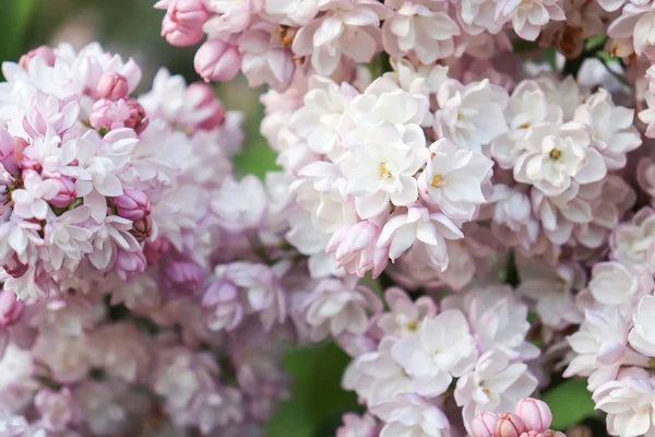 温柔细腻的粉红色丁香,西林加庸俗双花作为背景 — 图库照片