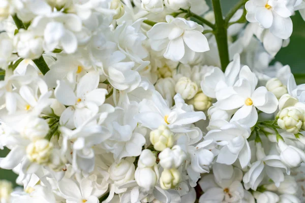 İhale hassas beyaz leylak, Syringa vulgaris çift çiçek bir arka plan olarak yakın