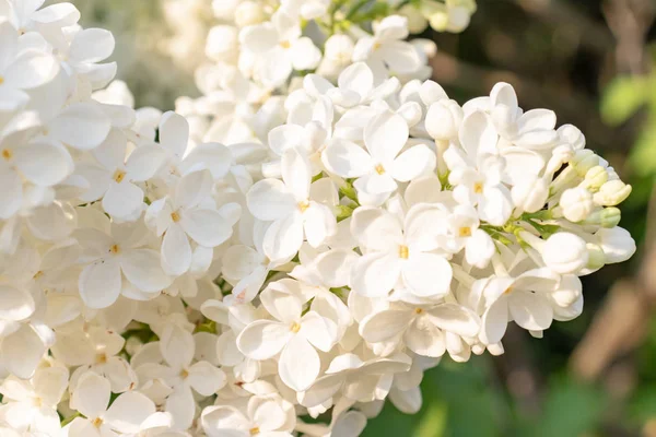 İhale hassas beyaz leylak çiçekler ve tomurcukları bahar güneşli bir günde yakın