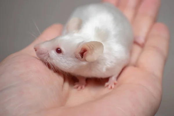 Pouco bonito mouse laboratório branco em uma mão de perto — Fotografia de Stock