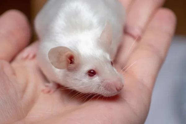 Trochę całkiem słodkie białe laboratorium myszy na rękę z bliska — Zdjęcie stockowe