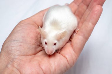 Kırpılmış el oldukça sevimli beyaz laboratuvar fare tutarak