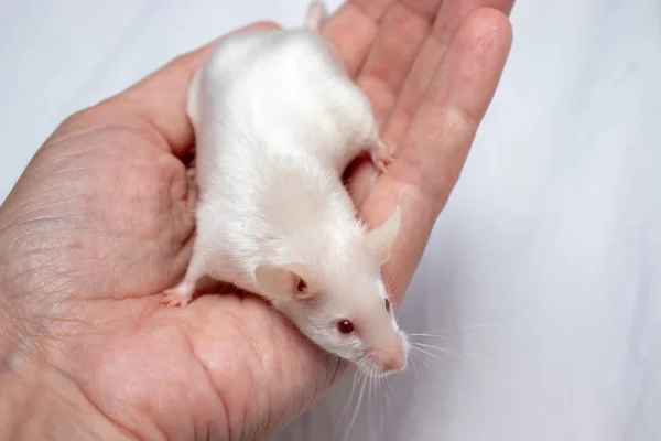 Cropped hand holding pretty cute white laboratory mouse — Stock Photo, Image