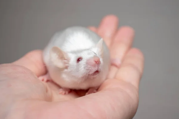 Recortado mano sosteniendo bastante lindo blanco ratón de laboratorio — Foto de Stock