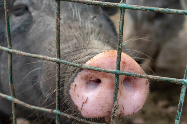 Dirty pig snout nose behind the bars of a pigsty close up